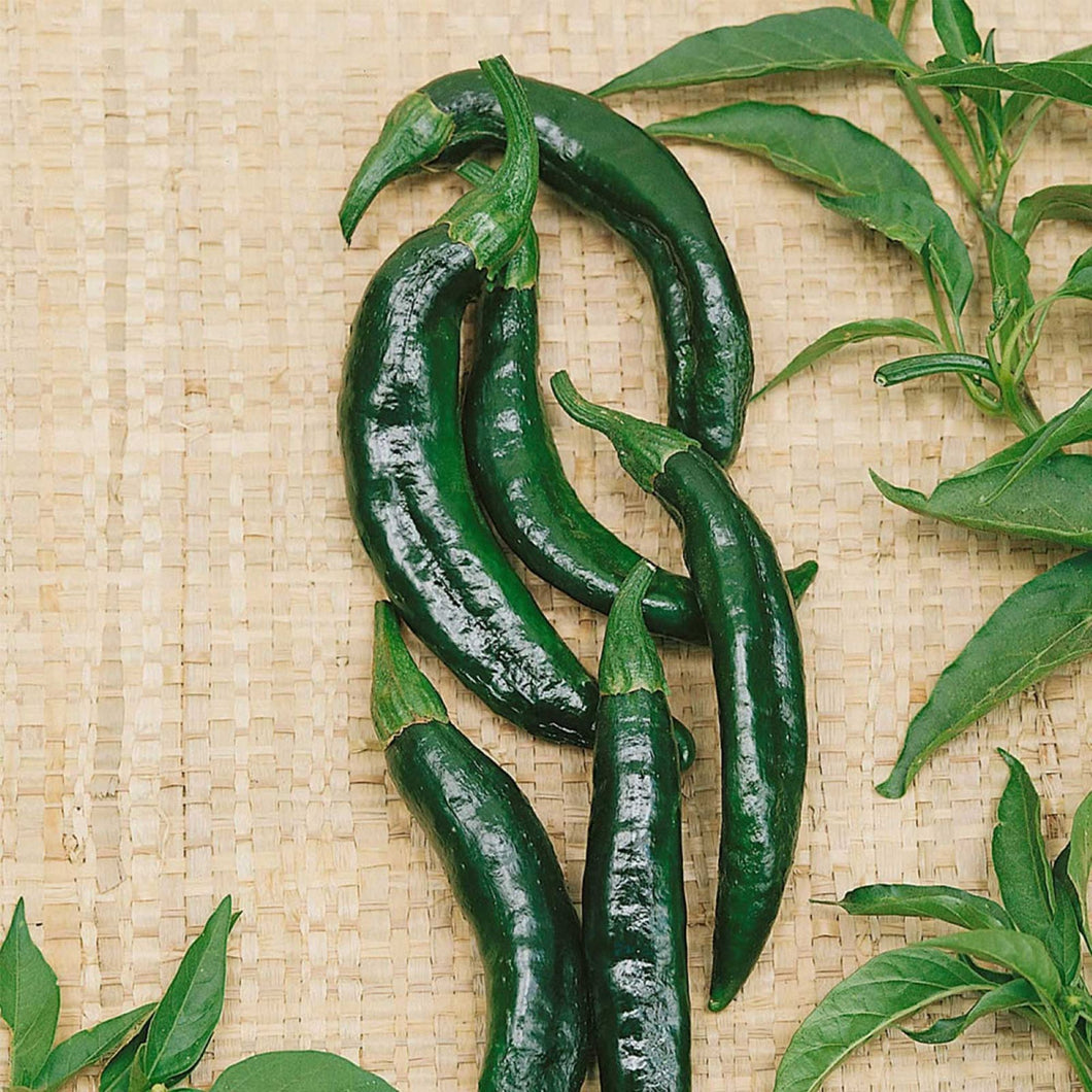 Pasilla Bajio Hot Pepper Seeds