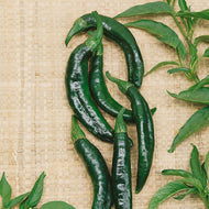 Pasilla Bajio Hot Pepper Seeds