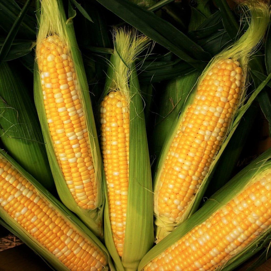 Peaches & Cream Corn