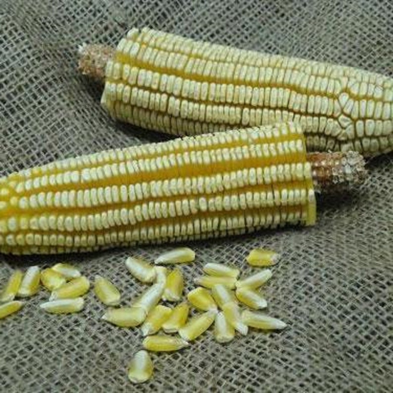 Pencil Cob Corn Seeds