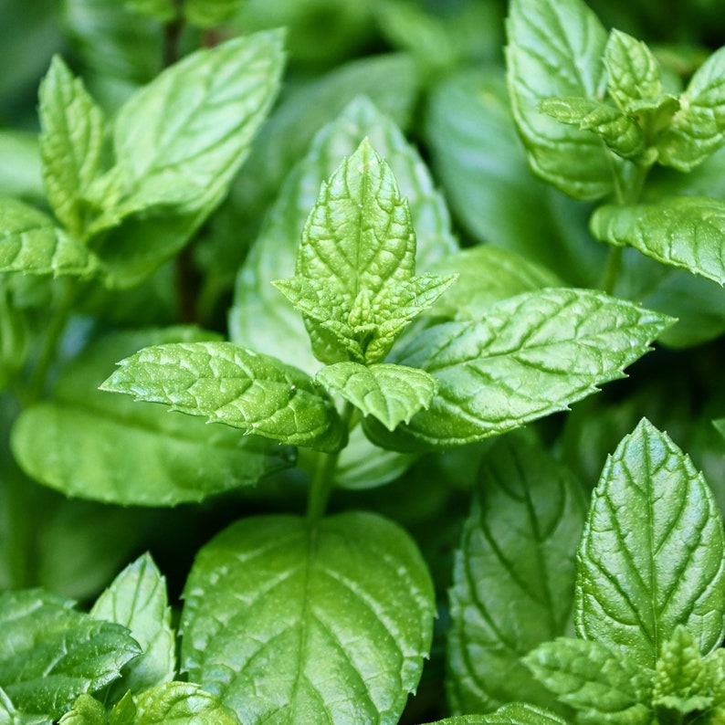 Peppermint – Sunshine Seed Nursery