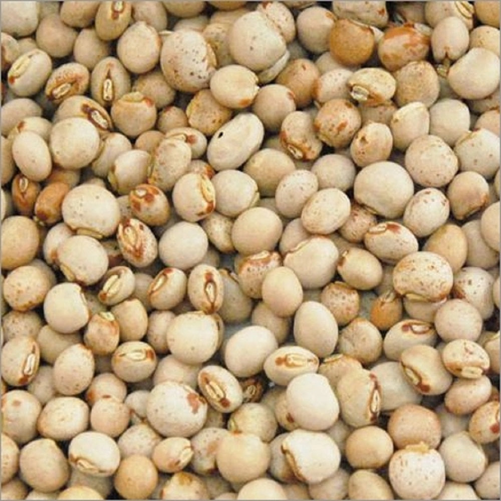 Pigeon Pea Seeds