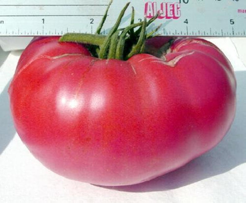 Beefsteak Pink Tomato Seeds