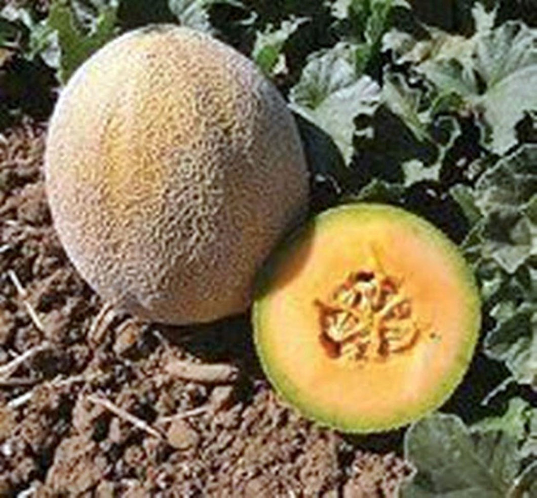Planter's Jumbo Cantaloupe