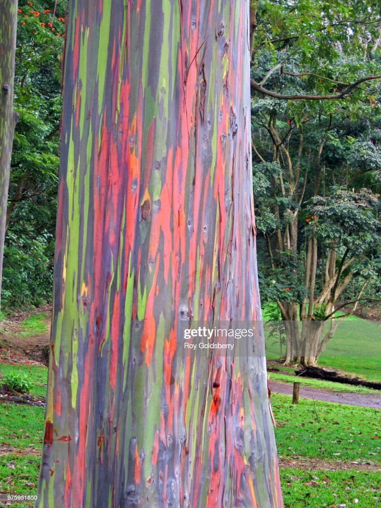 Rainbow Eucalyptus Seeds