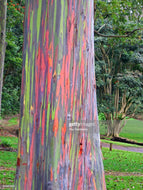 Rainbow Eucalyptus Seeds