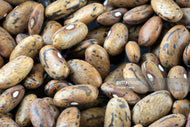 Rattlesnake Pole Bean Seeds