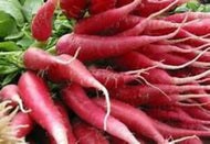 Red Diakon Radish