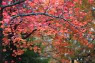 15 Red Maple Tree Seeds