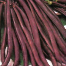 Load image into Gallery viewer, Royal Burgandy Purple Pod Bush Seeds
