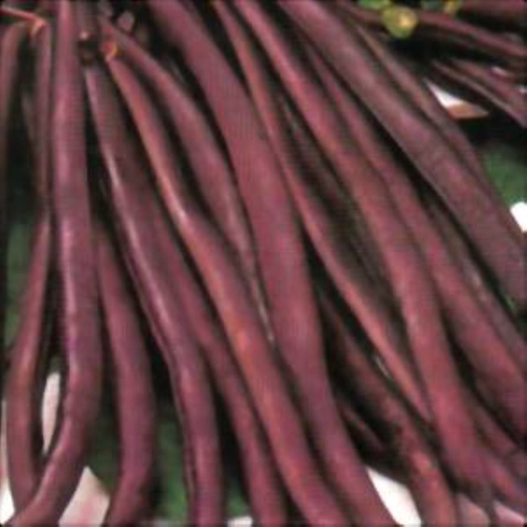 Royal Burgandy Purple Pod Bush Seeds