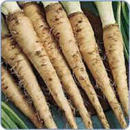 Sandwich Island Salsify