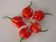 Scorpion Hot Pepper Seeds