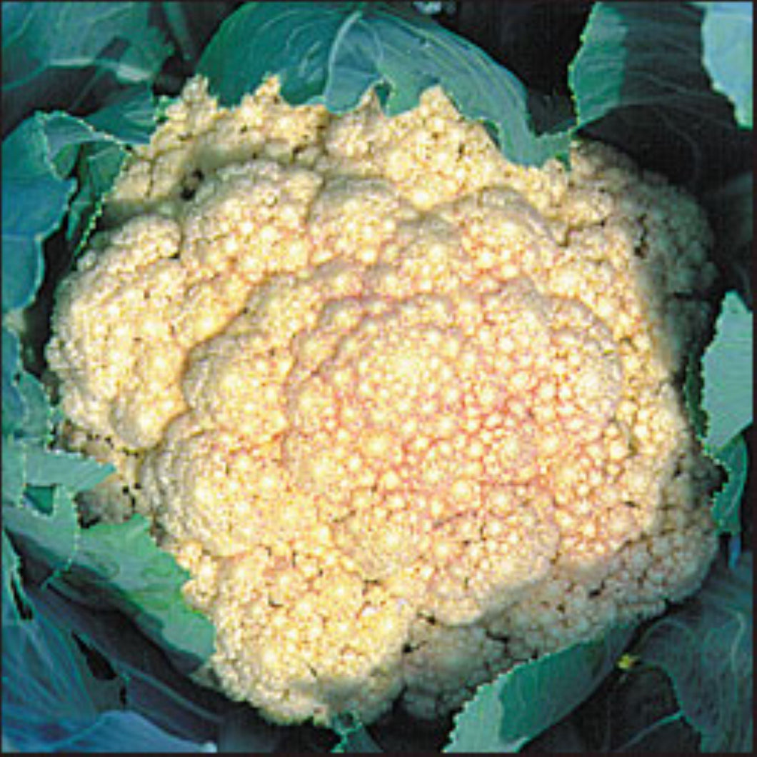Snowball Cauliflower