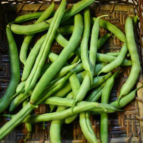 State Half Runner Bush Bean Seeds