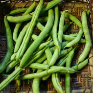 State Half Runner Bush Bean Seeds