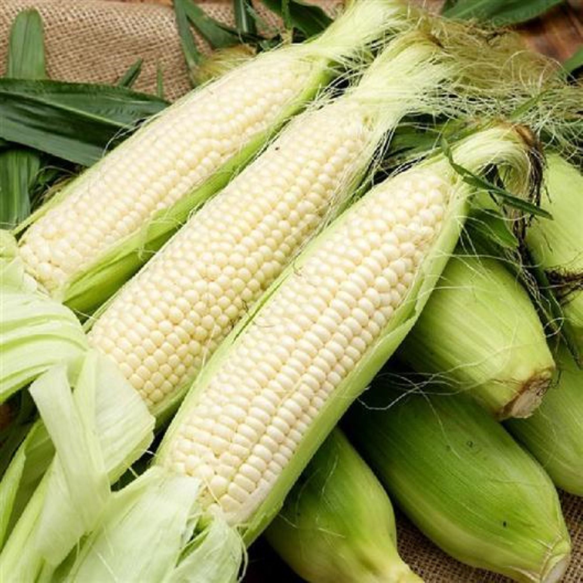 Stowell's Evergreen Corn – Sunshine Seed Nursery