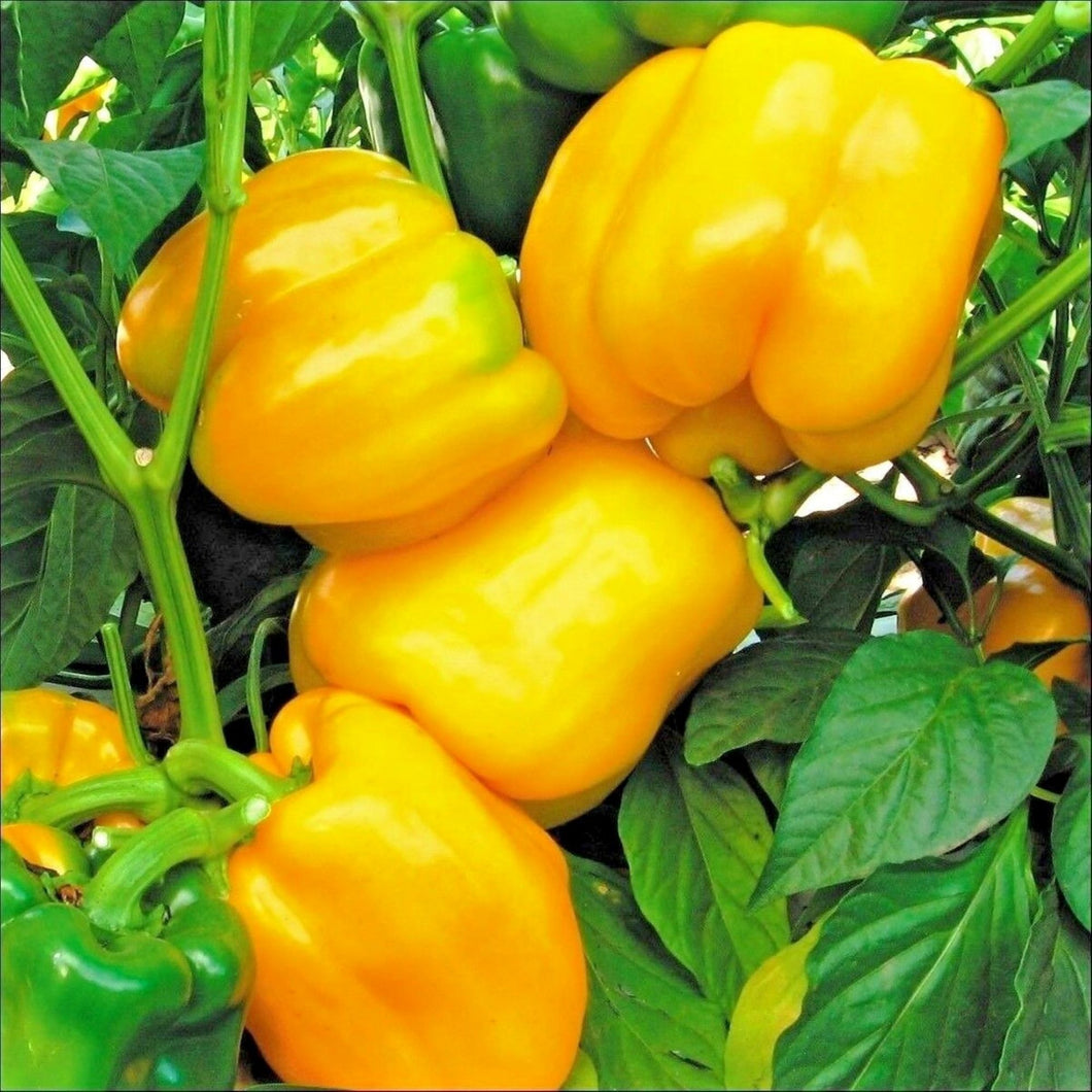 Sunbright Yellow Sweet Pepper Seeds