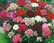 Sweet William