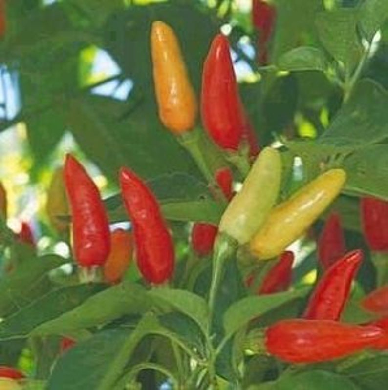 Tabasco Hot Pepper Seeds