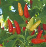 Tabasco Hot Pepper Seeds