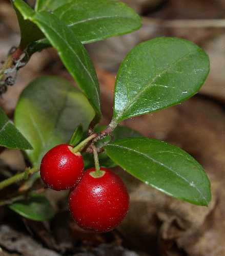 Tea Berry Seeds