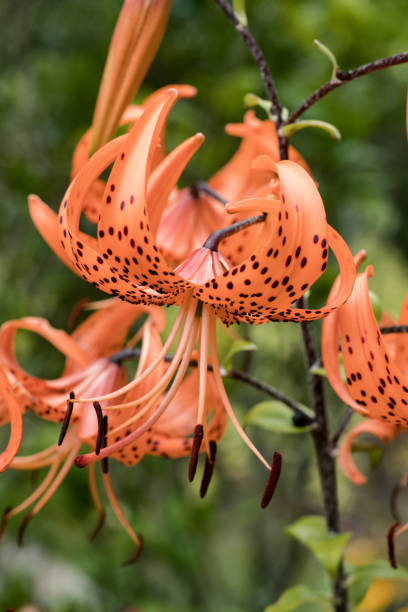 Tiger Lily Seeds