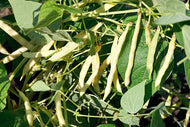 Topcrop Bush Garden Bean Seeds