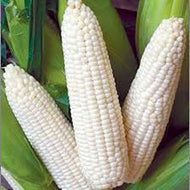 Truckers Favorite White Corn Seeds