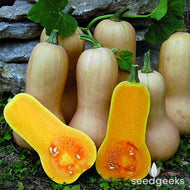 Waltham Butternut Squash