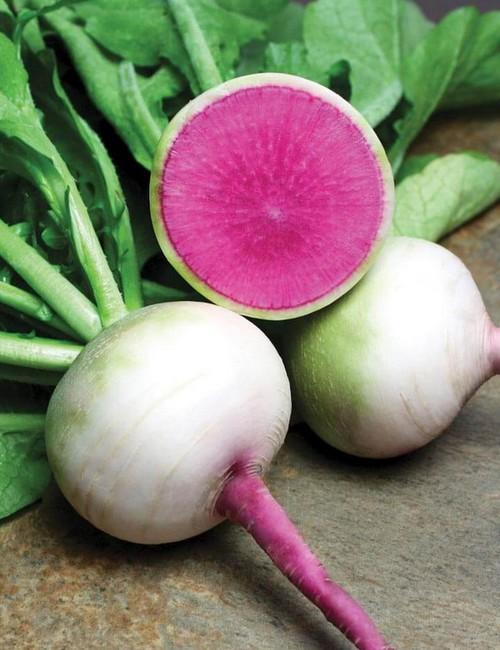 Watermelon Radish – Sunshine Seed Nursery