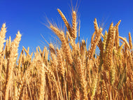 Wheat Seeds