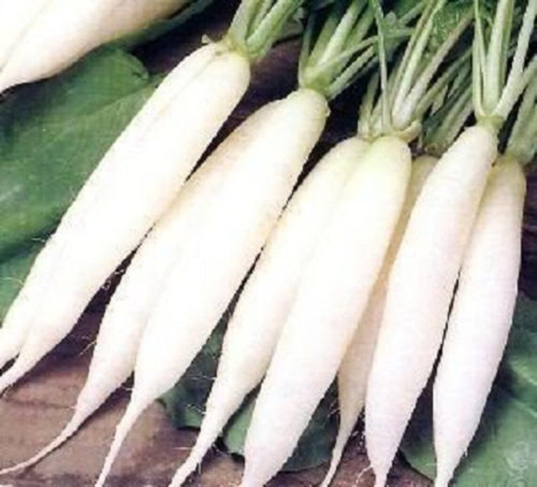 White Icicle Radish