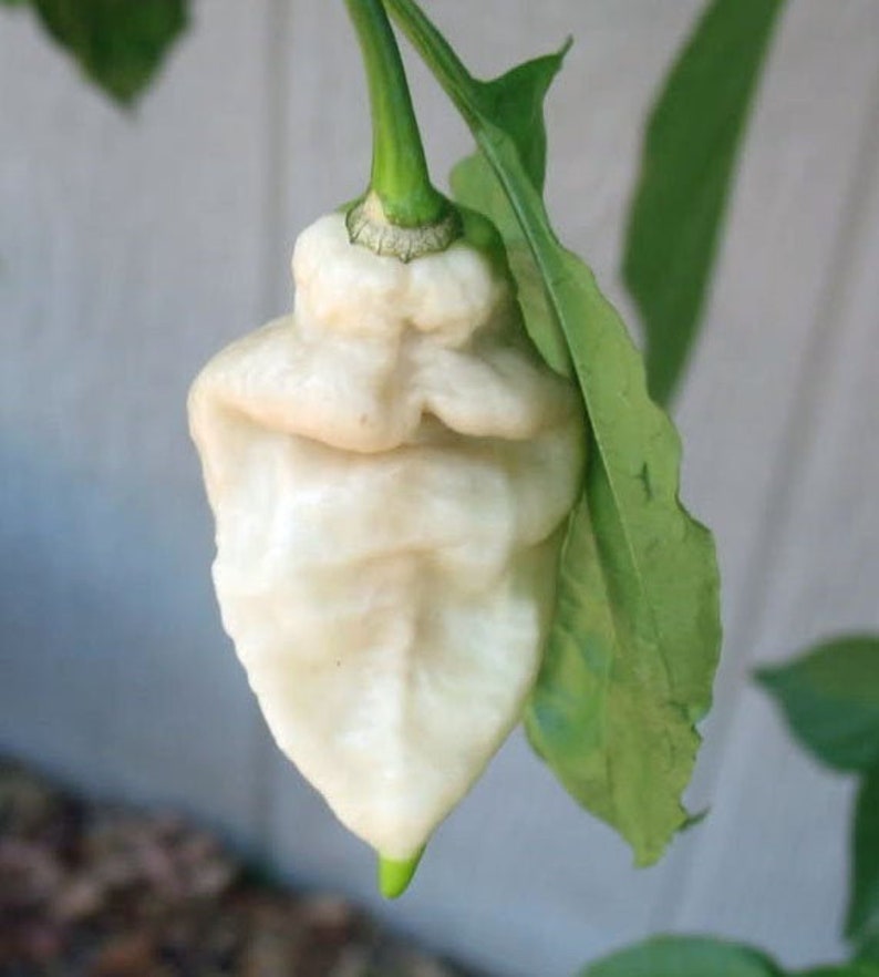 12 White Ghost Pepper Seeds