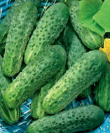 Wisconsin Cucumber