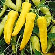 Sweet Banana Pepper Seeds