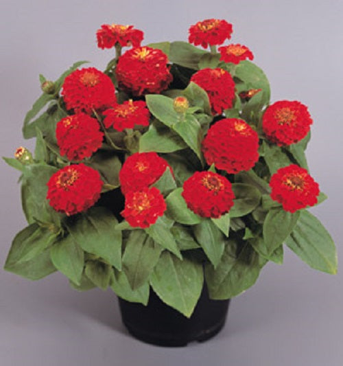 Zinnia Benary Giant Scarlett Seeds