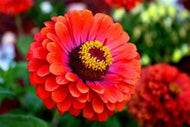 Zinnia