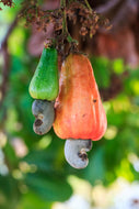 Cashew Tree Seeds