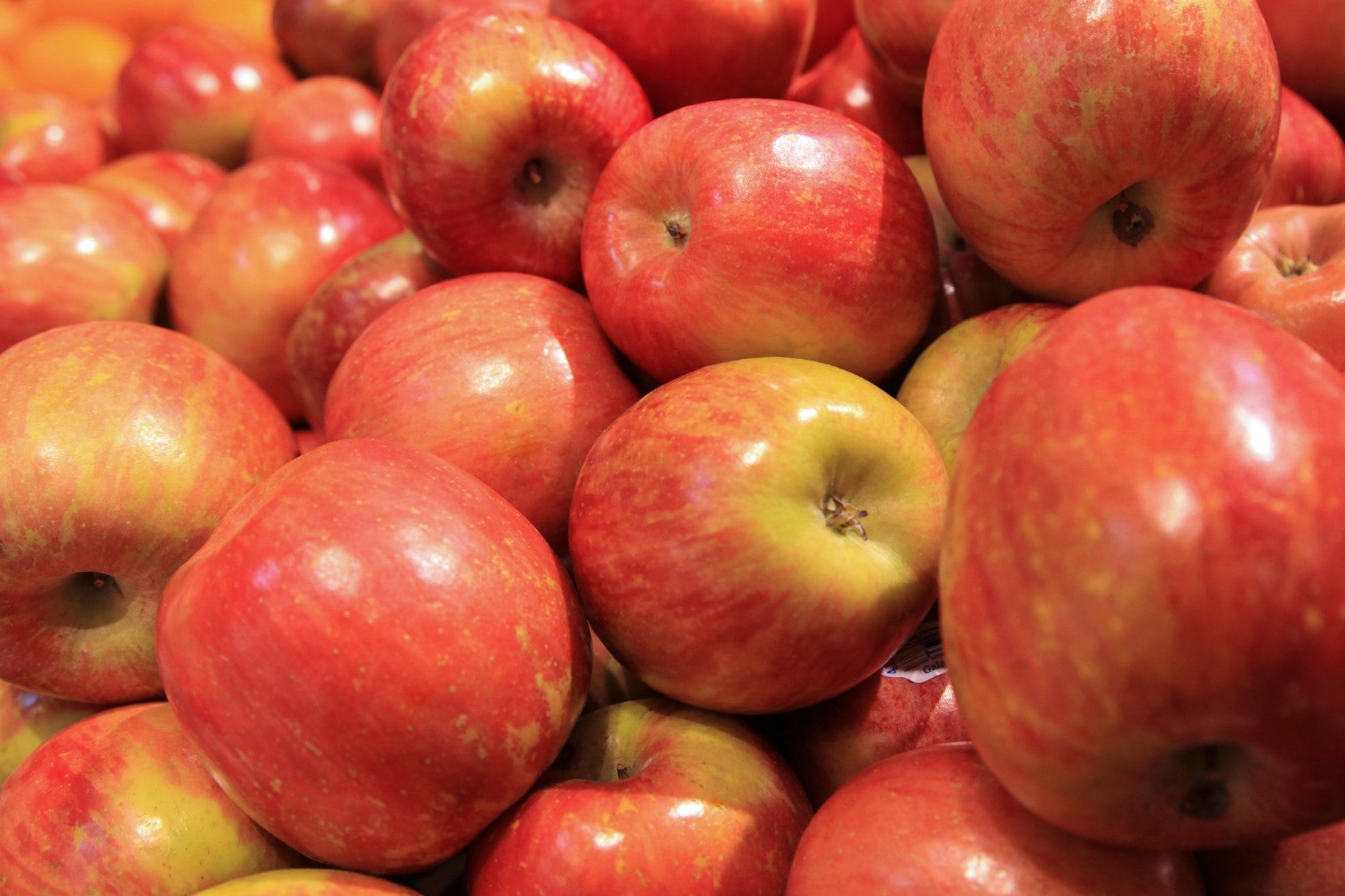 Fuji Apple Seeds – Sunshine Seed Nursery