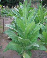 Havana Tobacco Seeds