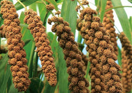 Japanese Millet Seeds
