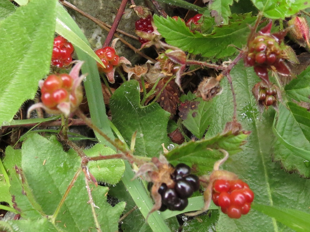 Training Blackberry Seeds