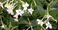 White Flowering Tobacco Seeds