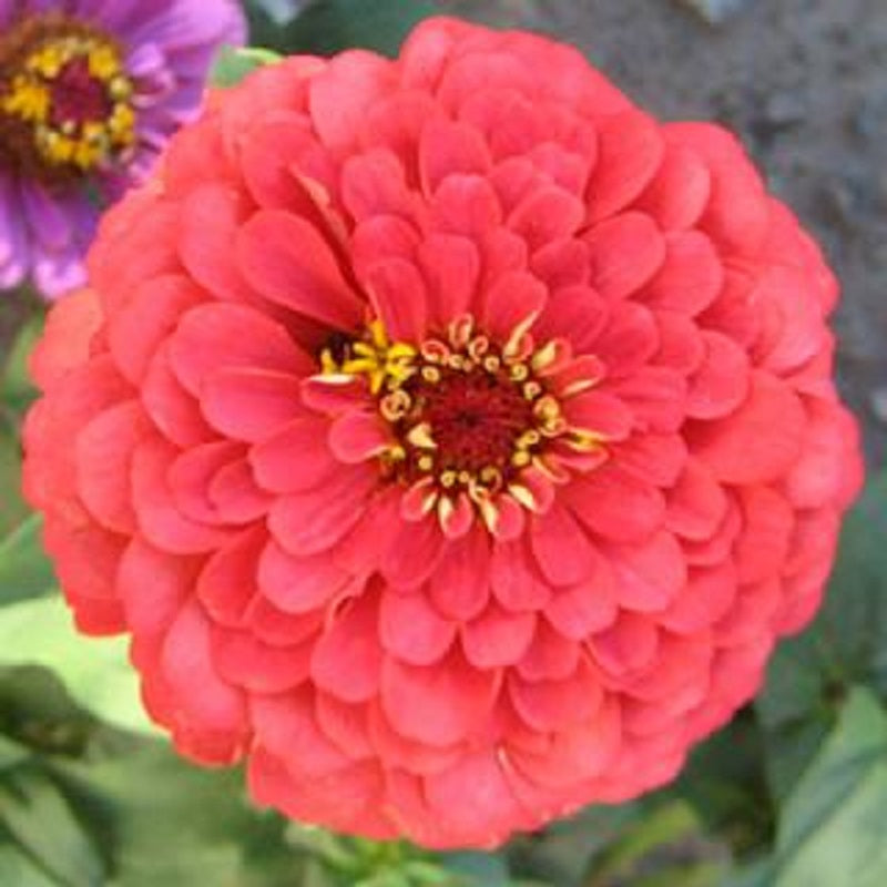 Zinnia Benary Giant Coral Seeds